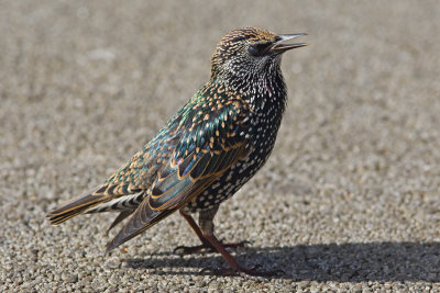 Starling (Sturnus vulgaris)