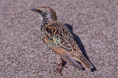 Starling (Sturnus vulgaris)