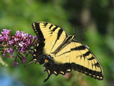 Swallowtail