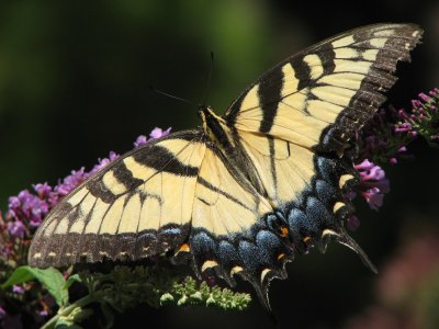 Swallowtail with a Couple Miles on it.