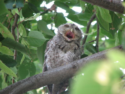Singing Owl
