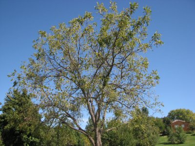 Black Walnut Tree