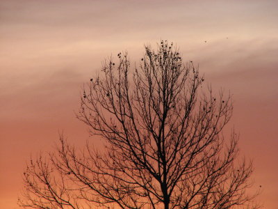 Orange Sky in the East Fish Bite the Least