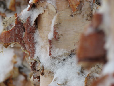 River Birch
