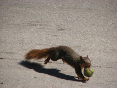 Running Nuts