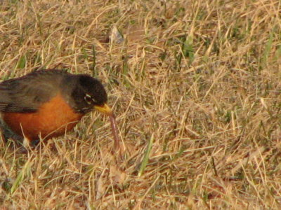 The Early Bird