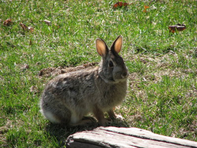 Easter Bunny Working on Tan....Spring Break