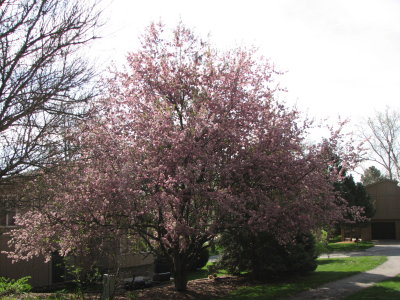 The Crab Apple