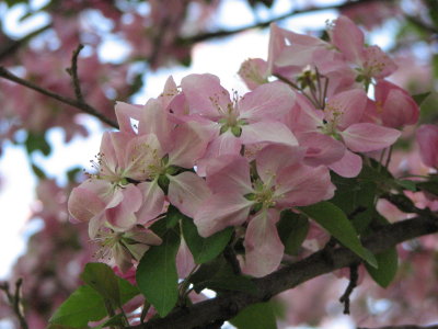 Pink!   Click on link below