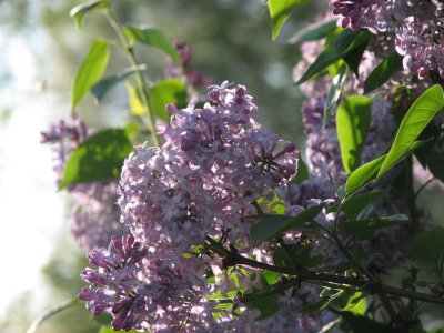 Lilac3