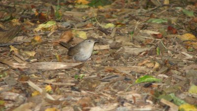 Elusive Lil Bugger