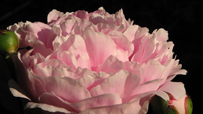 Peony