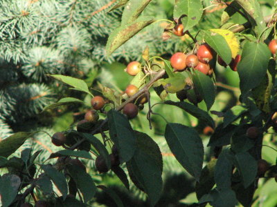 Yes we have no bananas.....but we got crabapples out the wazoo!