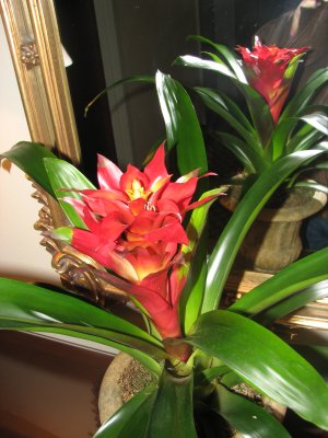 Flower in Elevator Lobby