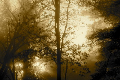 The Fog