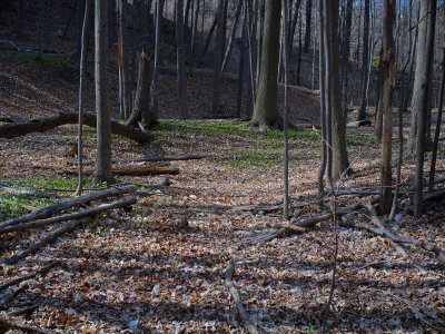 trees 25mm f1.4 lens at f8.0