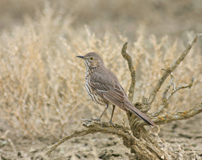 Sage-thrasher-II.jpg