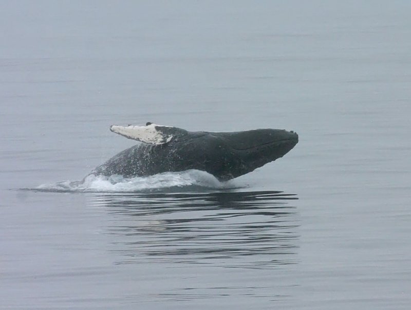 Humpback Whale