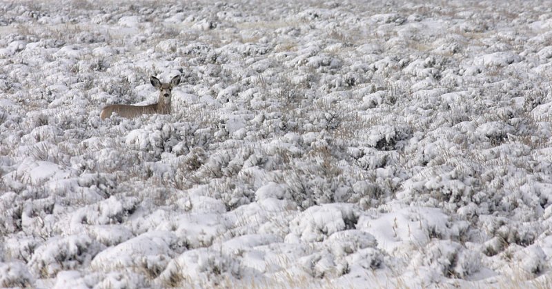 mule-deer-snow.jpg