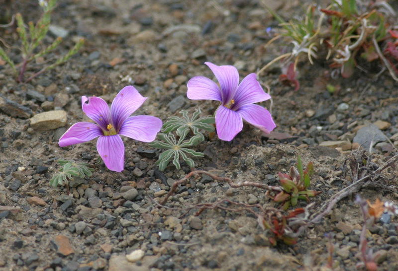 Patagonia-flower.jpg