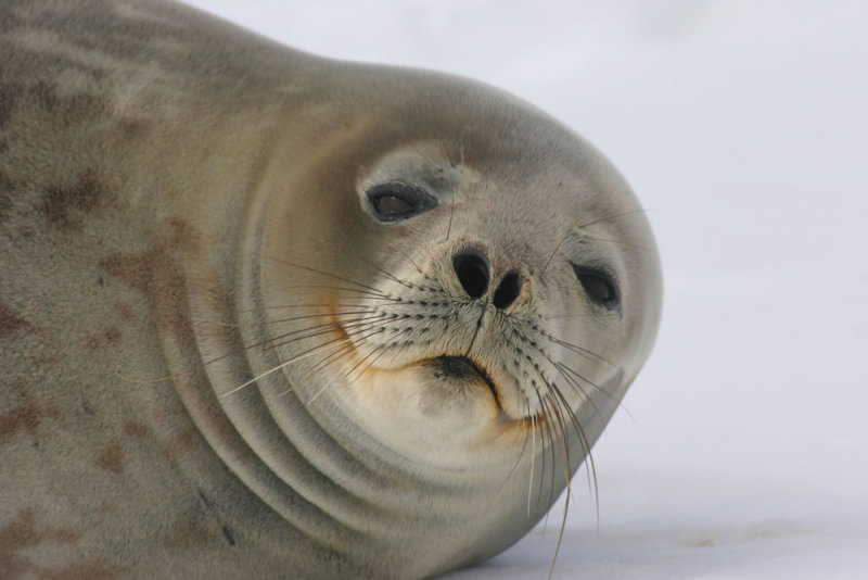 Weddell Seal