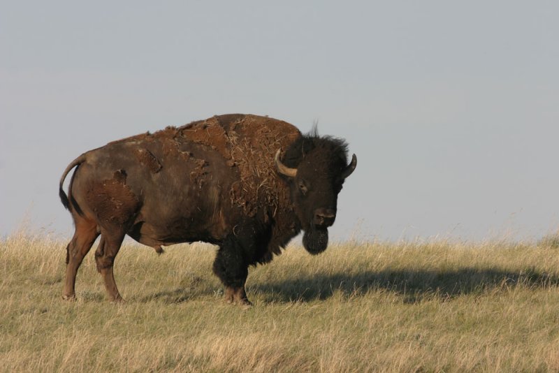 Bison.jpg