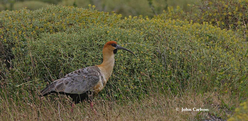 buff-necked-ibis copy.jpg