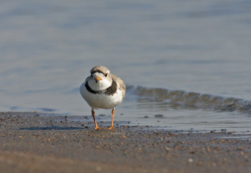 Piping-Plover.jpg