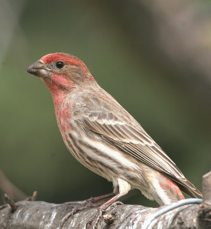 House Finch   2 May 07   IMG_3660.jpg