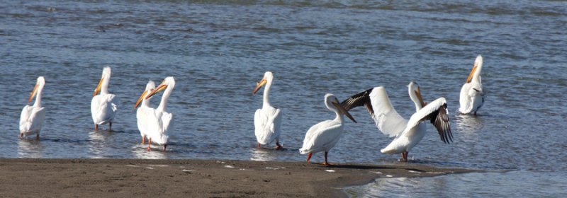 American White Pelicans   22 May 09   IMG_3713.jpg