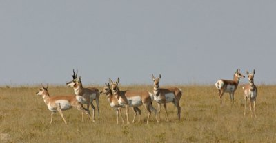 pronghorn-VI.jpg