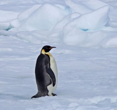 Emperor-Penguin-small.jpg