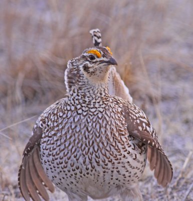 sharp-tailed-grouse-II.jpg