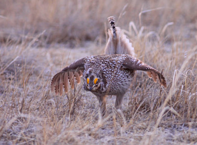 sharp-tailed-grouse-VI.jpg