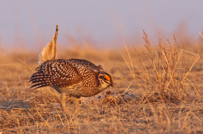 sharp-tailed-grouse-XI.jpg