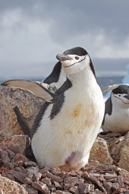 chinstrap-brood-patch.jpg