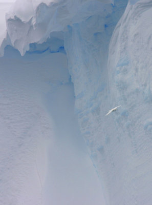 Snow-petrel-iceberg.jpg