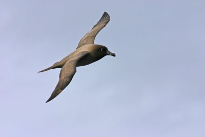 Light-mantled Sooty Albatross