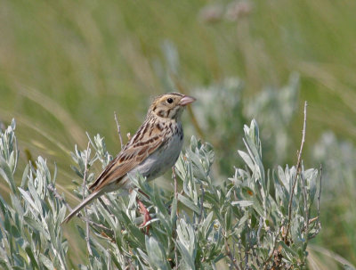 Bairds-Sparrow.jpg
