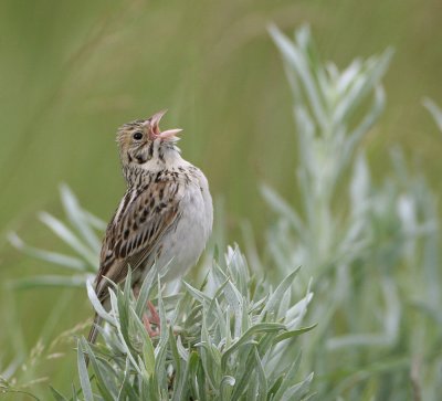 bairds-sparrow-3.jpg