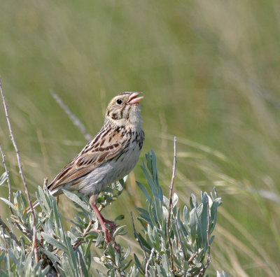 Bairds-Sparrow-II.jpg