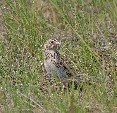 Baird-sparrow-IV.jpg