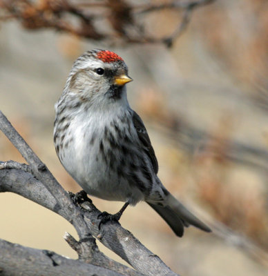 Common Redpoll