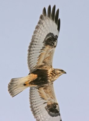 rough-legged-hawk-V.jpg