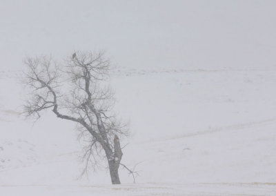 rough-legged-in-cottonwood.jpg