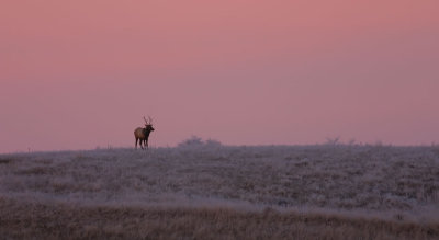 sunrise-elk.jpg