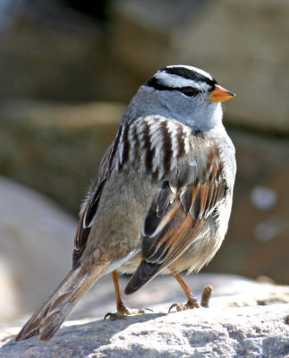 White-crowned-Sparrow-I.jpg