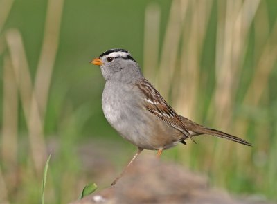 white-crowned-sparrow-III.jpg