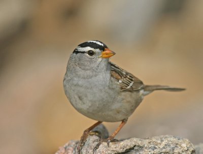 white-crowned-sparrow-VI.jpg
