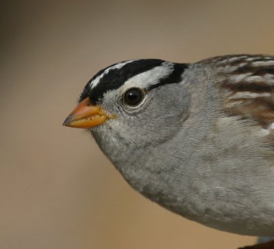 White-crowned-sparrow-VII.jpg
